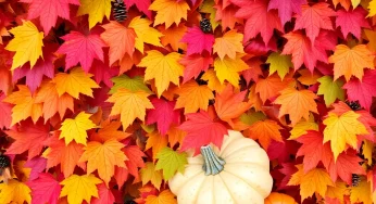 Fall Festival Set to Bring Family Fun and Festivities to Myrtle Beach on November 16