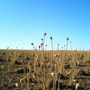 Charleston and South Carolina Counties on Alert as Drought Conditions Persist