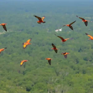 Vibrant birds soaring over a lush South Carolina landscape.