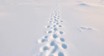 Winter Survival: Understanding Snake Behavior in Myrtle Beach