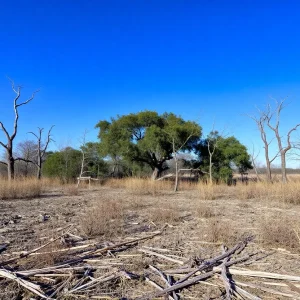 Dry landscape depicting drought conditions in Charleston, South Carolina
